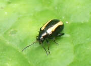 Thumbnail 421827 B