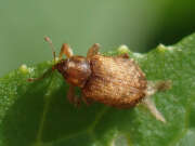 Thumbnail 421830 B