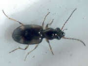 Thumbnail 421834 A