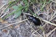Thumbnail 421845 A