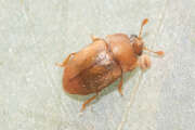Thumbnail 421853 A