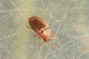 Thumbnail 421853 B