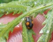 Thumbnail 421856 B