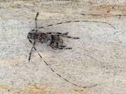 Thumbnail 421878 A