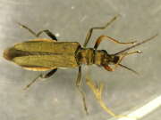Thumbnail 421905 B