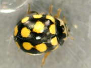 Thumbnail 421908 A