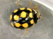 Thumbnail 421908 B