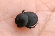Thumbnail 421937 A
