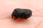 Thumbnail 421937 B
