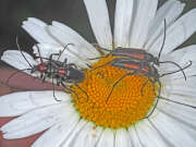 Thumbnail 421940 B