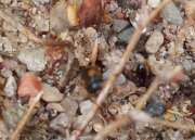 Thumbnail 421948 B