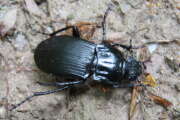 Thumbnail 421949 A