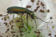 Thumbnail 421956 B