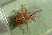 Thumbnail 422005 B