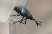 Thumbnail 422006 B