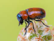 Thumbnail 422045 A