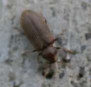Thumbnail 422046 A