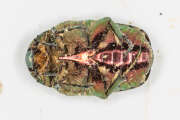 Thumbnail 422068 B
