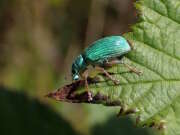 Thumbnail 422075 B
