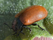 Thumbnail 422118 B