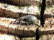 Thumbnail 422185 B