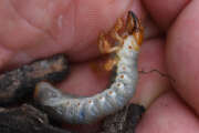 Thumbnail 422186 A