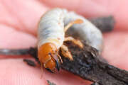 Thumbnail 422186 B