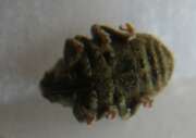 Thumbnail 422187 B