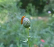 Thumbnail 422203 B