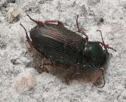 Thumbnail 422303 B