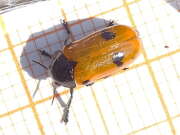 Thumbnail 422407 A