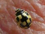 Thumbnail 422520 A