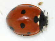 Thumbnail 422573 B