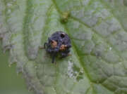 Thumbnail 422676 B