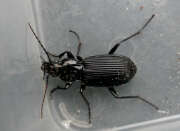 Thumbnail 422740 B