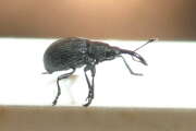 Thumbnail 422786 B