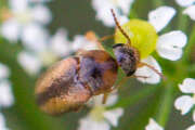 Thumbnail 422968 B