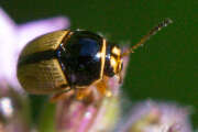 Thumbnail 422975 B