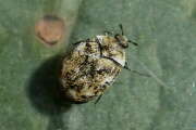 Thumbnail 423006 A