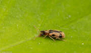 Thumbnail 423054 B