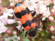 Thumbnail 423073 A