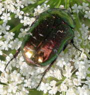 Thumbnail 423077 B