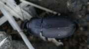 Thumbnail 423136 A