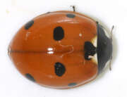 Thumbnail 423236 B