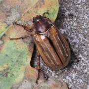 Thumbnail 423263 B