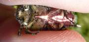 Thumbnail 423496 B