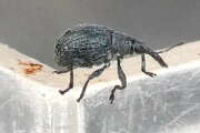 Thumbnail 423523 B