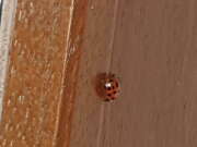 Thumbnail 423542 B