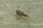 Thumbnail 423558 B