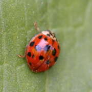 Thumbnail 423559 B